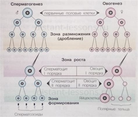 Процесс образования глазков