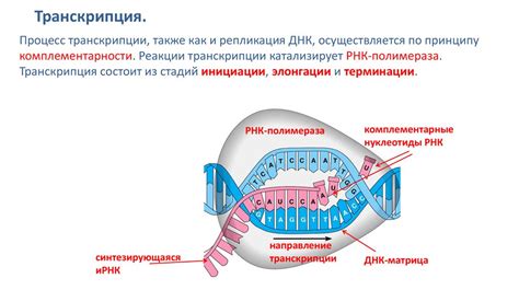 Процесс образования и перемещения ИРНК в клетке