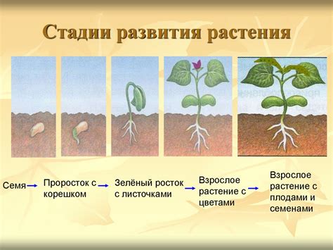 Процесс оптимальной рассадки растений в область взаимодействия