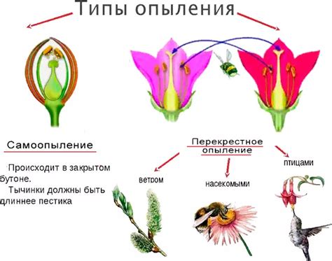 Процесс опыления голубицы