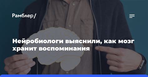 Процесс перевода информации в мозге: как информация передается между клетками