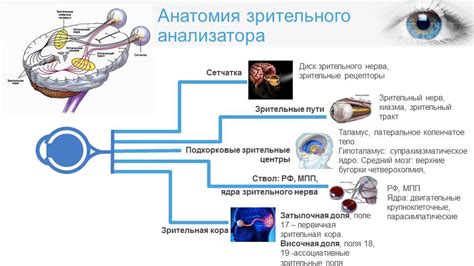 Процесс передачи зрительного импульса