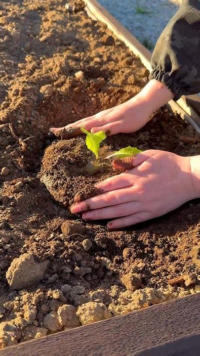 Процесс перекладывания капусты