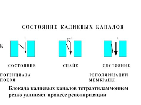 Процесс реполяризации