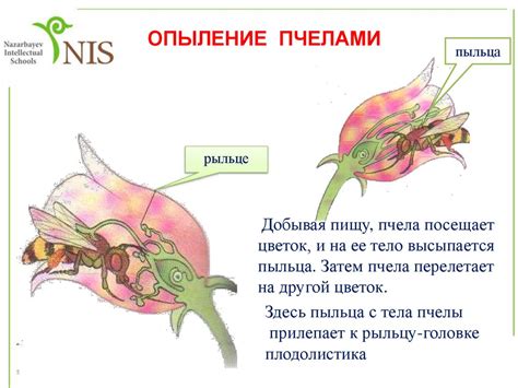 Процесс скрещивания и опыление