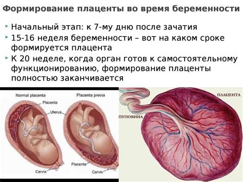 Процесс формирования плаценты 2 степени