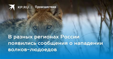 Психологический анализ сновидения о нападении волков