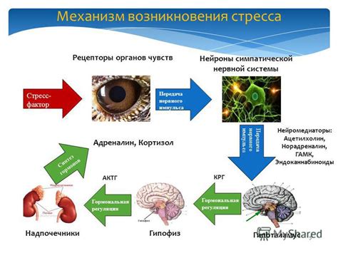 Психологический фактор: воздействие стресса на возникновение токсикоза