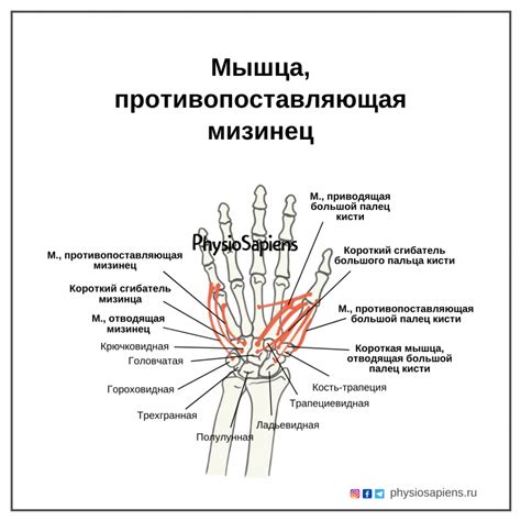 Пульс и чувствительность мизинца