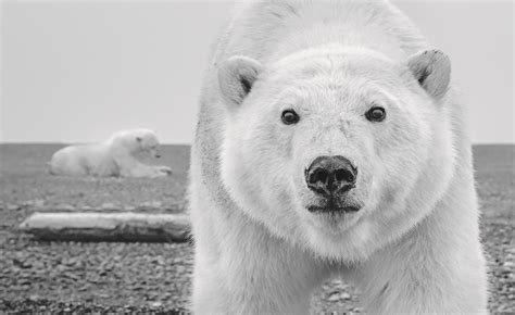 Путешествие на собственный риск: встречи с дикой природой в полярных локациях