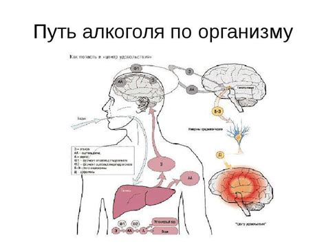 Путь проникновения алкоголя