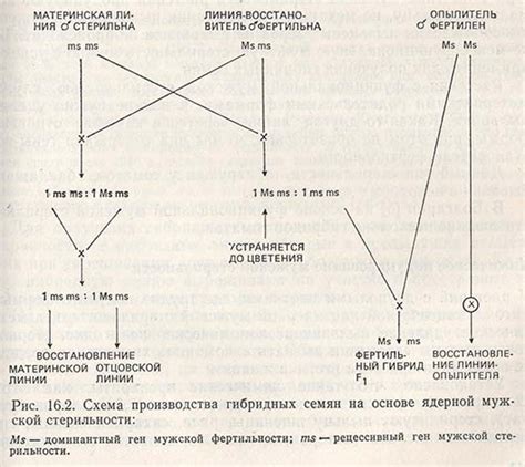 Разведение гетерозисных гибридов