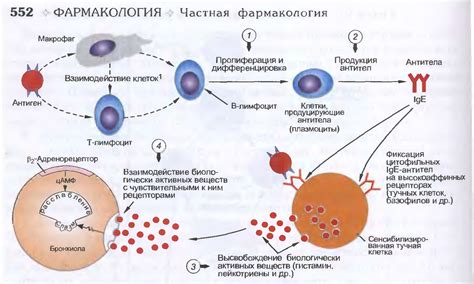 Развитие аллергических реакций