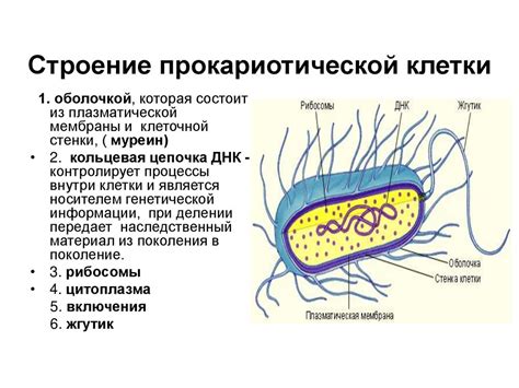 Развитие прокариотических клеток