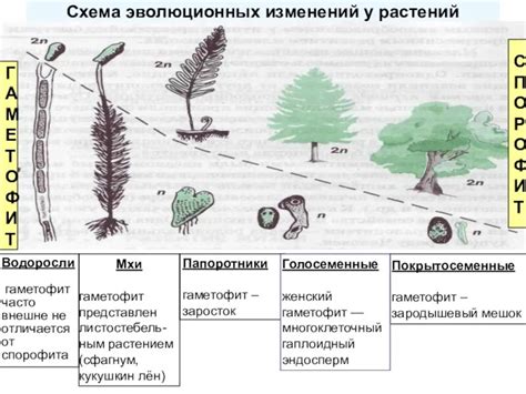 Развитие спорофита у мховых растений: особенности и этапы