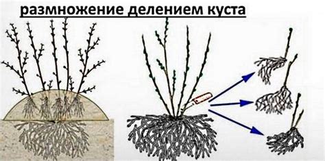 Разделение куста крыжовника