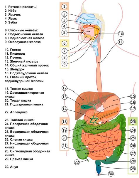 Различия в пищеварительной системе