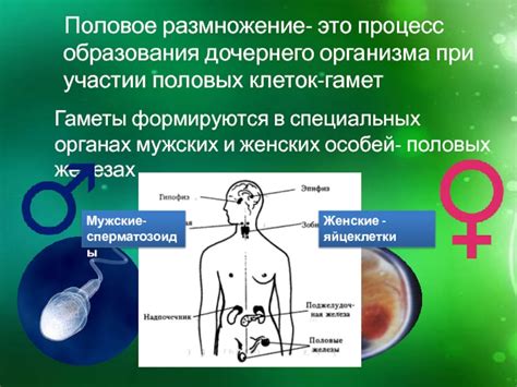 Различия в поведении мужских и женских особей гольцов