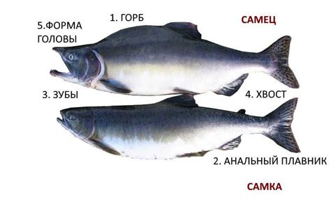 Различия между кетой и горбушей