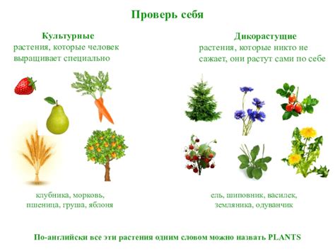 Различия между культурными и дикорастущими растениями