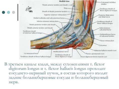 Различия между сухожилиями и связками