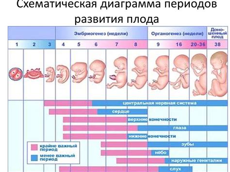 Размер плода: как оценивают и влияют на прогноз развития