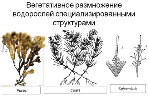 Размножение водорослей: способы и процессы