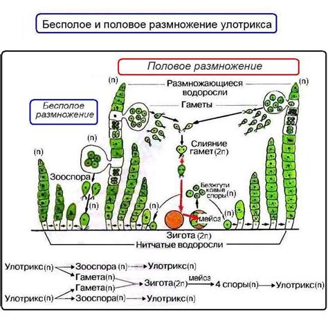 Размножение и жизненный цикл