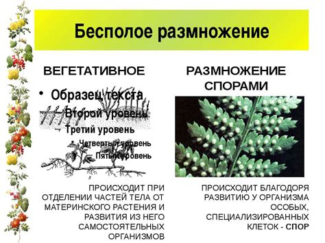 Размножение и продление жизни растения: секреты успешного сохранения эшшольций