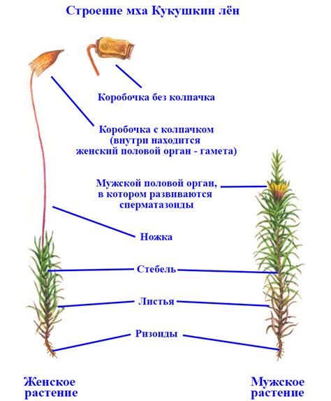 Размножение и развитие мужских и женских растений сфагнума