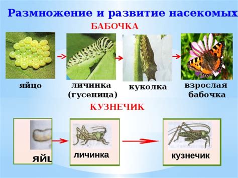 Размножение и развитие популяции