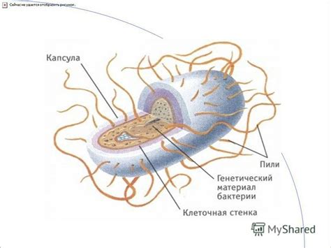 Размножение клеток растений и бактерий