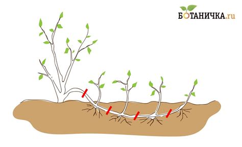 Размножение отводками