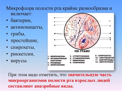 Разнообразие микробной флоры в перегное