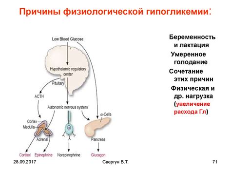 Разнообразие способов употребления цикория в регуляции уровня глюкозы в организме