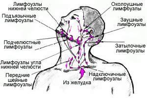 Расположение лимфоузлов в полости рта