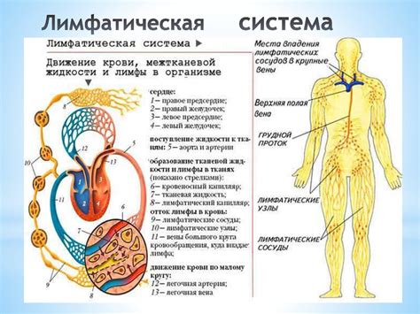 Распределение лимфатической системы