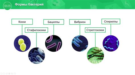 Распространение бактерий на продукцию