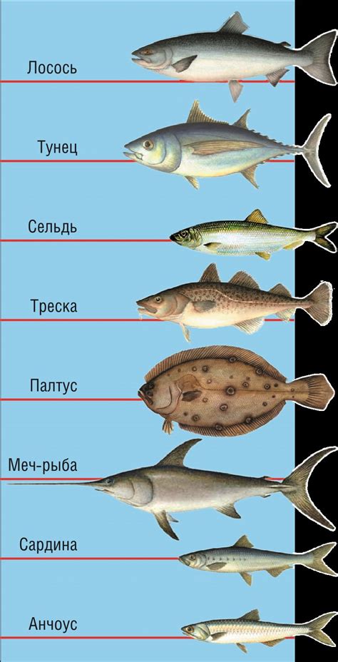 Распространение и миграции красной рыбы