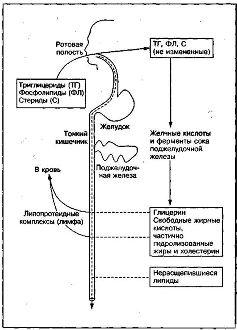 Расщепление жиров в процессе гидролиза