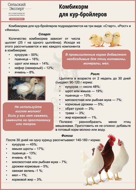 Рацион и кормление цыплят