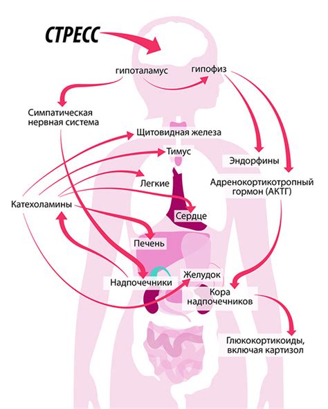 Реакция организма на стресс и недостаток сна