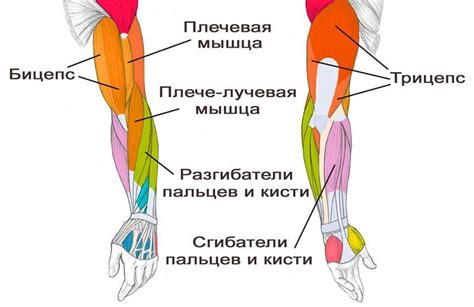 Регулярность и интенсивность тренировок трехглавой мышцы рук