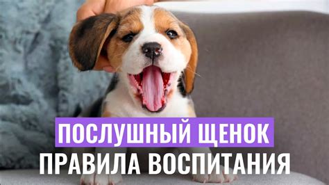 Регулярные ветеринарные осмотры и прививки