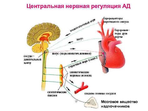 Регуляция дыхания и сердечно-сосудистой системы