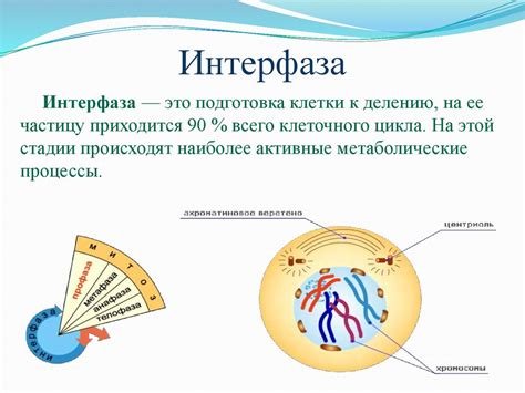 Регуляция и контроль митоза: механизмы и значение