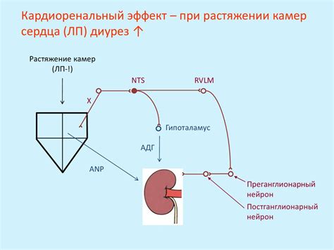 Регуляция кислотно-щелочного баланса