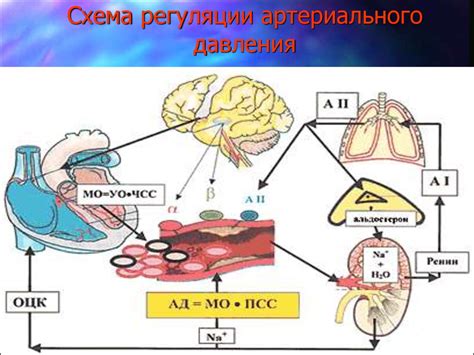 Регуляция кровяного давления и важность повышенного ренинового соотношения