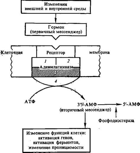 Регуляция метаболизма