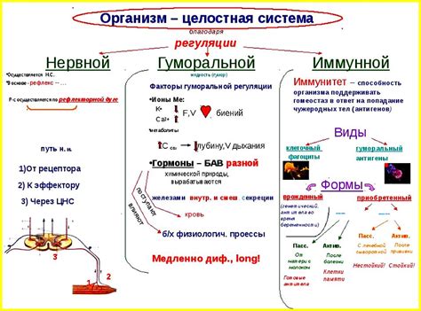 Регуляция прогестерона в организме собаки